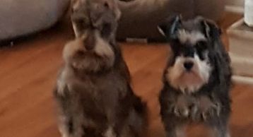 Chewy is on the left. Mayblee on the right!