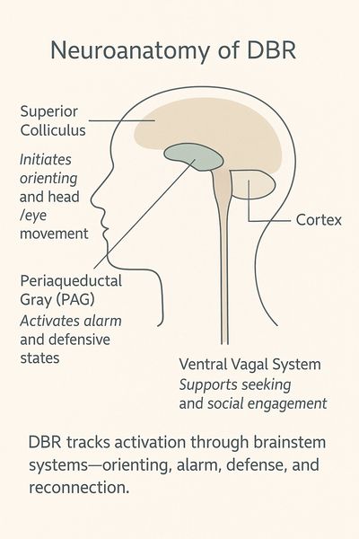 Diagram showing brain regions involved in DBR and their functions.