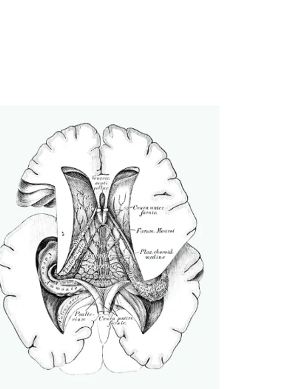Anatomical illustration of the brain's internal structures in black and white.