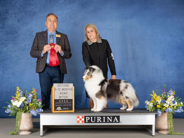 Collie dog wins second place with a red ribbon at a Purina dog show.