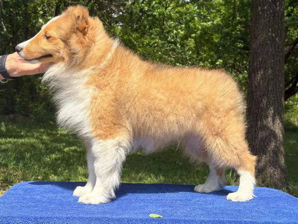 Fluffy tan and white dog standing on a blue towel outdoors.