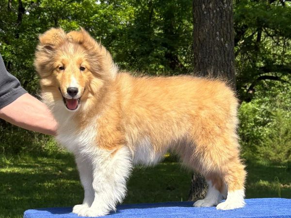 Fluffy collie puppy stands on a blue surface outdoors.