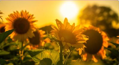 Sunflowers glowing in the warm sunlight.