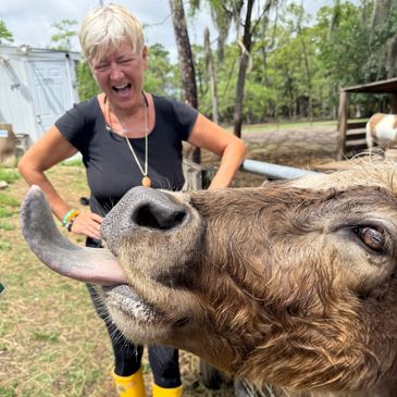 Close-up of a cow licking its nose with a laughing woman in the background.