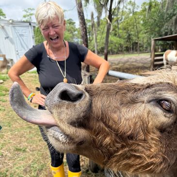 Close-up of a cow licking its nose with a laughing woman in the background.