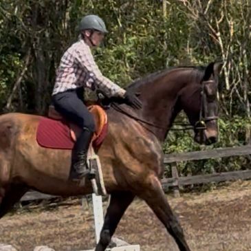 Person riding a brown horse in an outdoor arena.