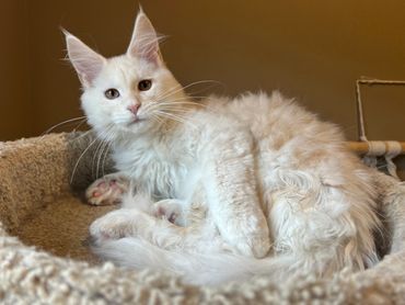 Fluffy white cat relaxing on a cozy beige cat bed.