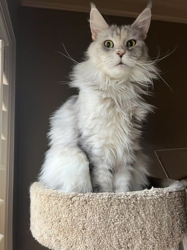Fluffy gray and white cat sitting alert in a beige cat bed.