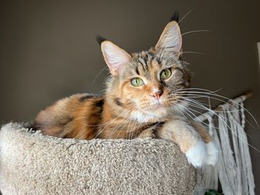 Relaxed tabby cat with green eyes resting on a beige carpeted perch.