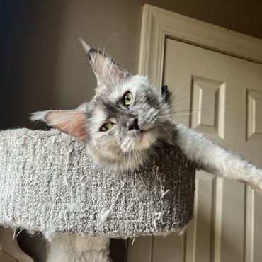 Relaxed cat lounging on a worn cat tree with one paw stretched out.