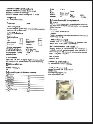 Veterinarian's cardiac exam report with cat photo.