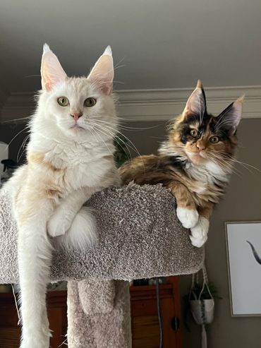 Two fluffy cats lounging atop a carpeted cat tree.