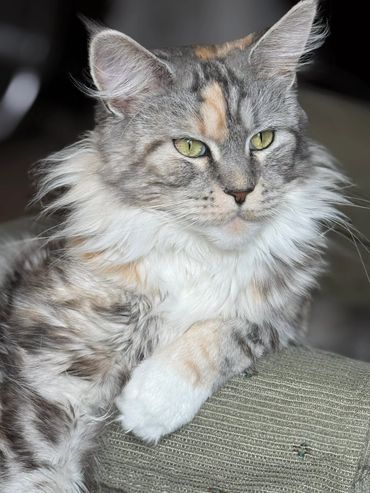 Close-up of a fluffy, gray and white cat with striking green eyes.