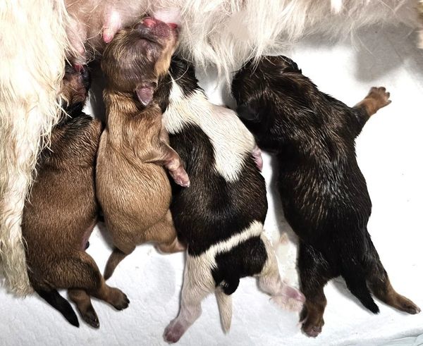 4 shih tzu newborn puppies