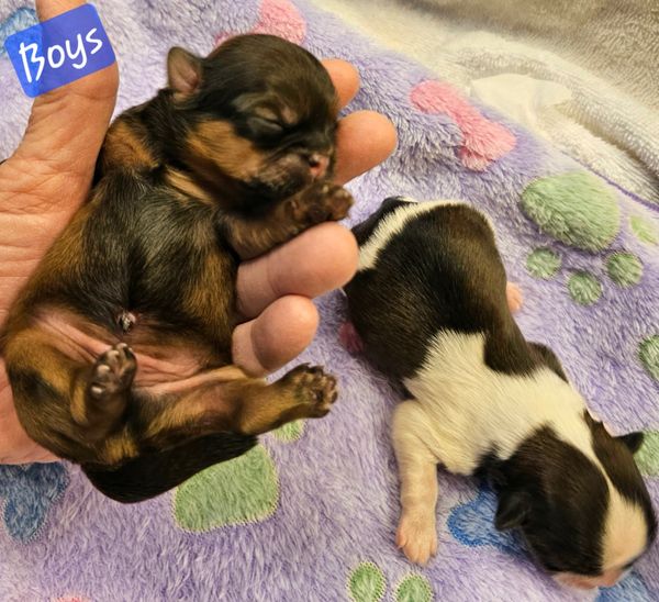 2 male shih tzu puppies