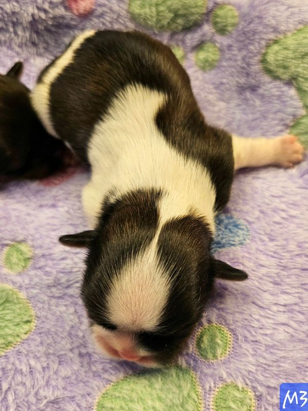 Male shih tzu puppy born 8/15/25