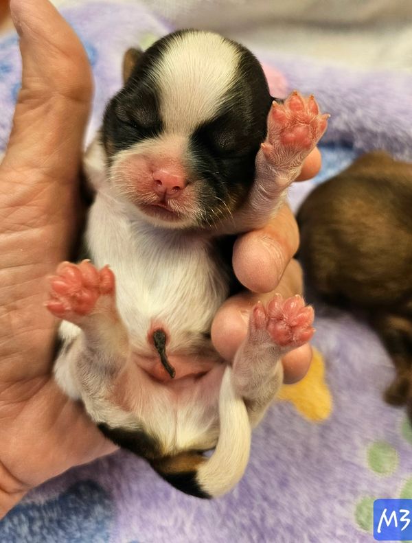 Male shih tzu puppy born 8/15/25
