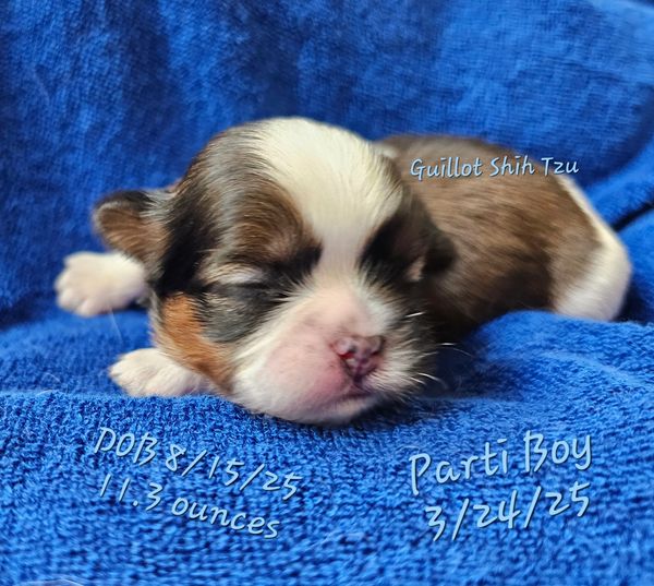 1 week old brown and white shih tzu puppy