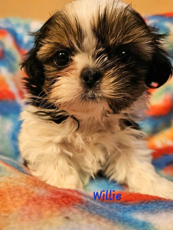 Brown and white parti coat shih tzu