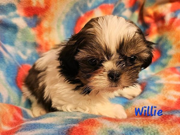 Brown and white parti coat shih tzu