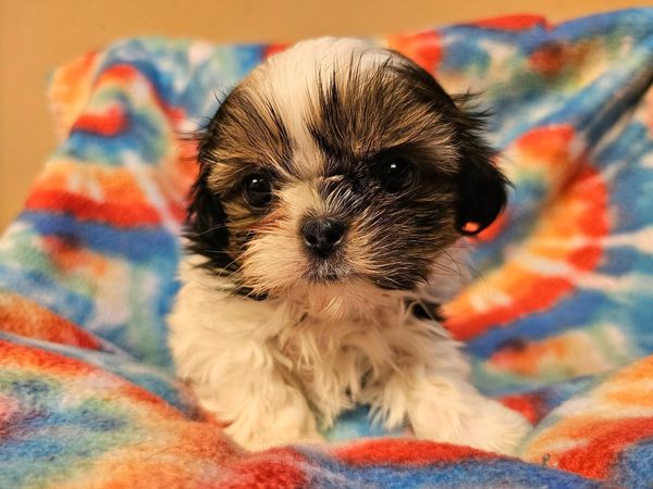Brown and white parti coat shih tzu