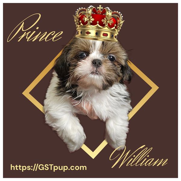 7 week old shih tzu puppy