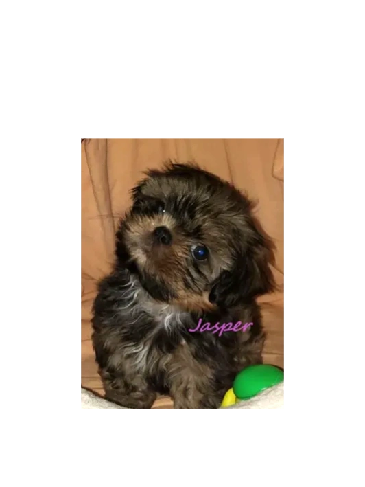 shih tzu puppy