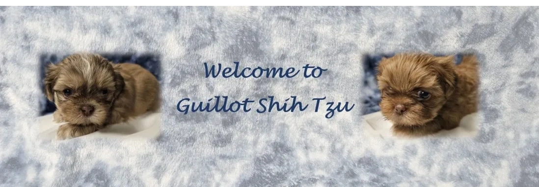 Welcome to Guillot Shih Tzu with pictures of 2 puppies.