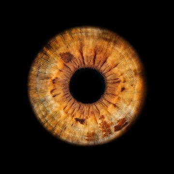 Close-up of a brown human iris with detailed textures.