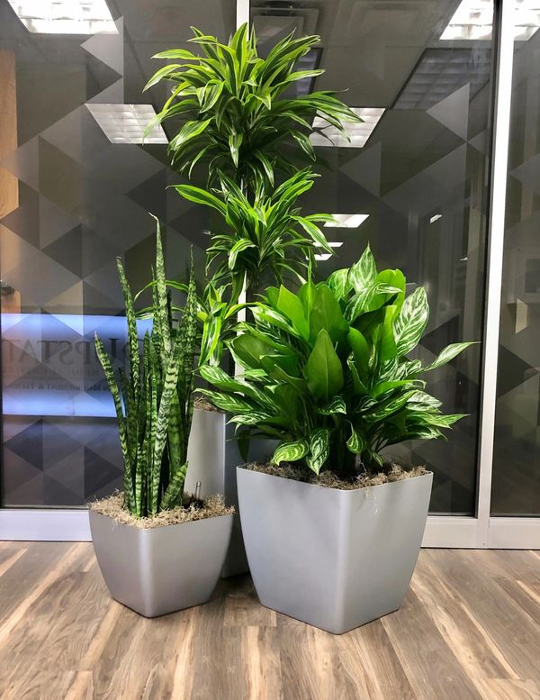 Group of plants in reception area