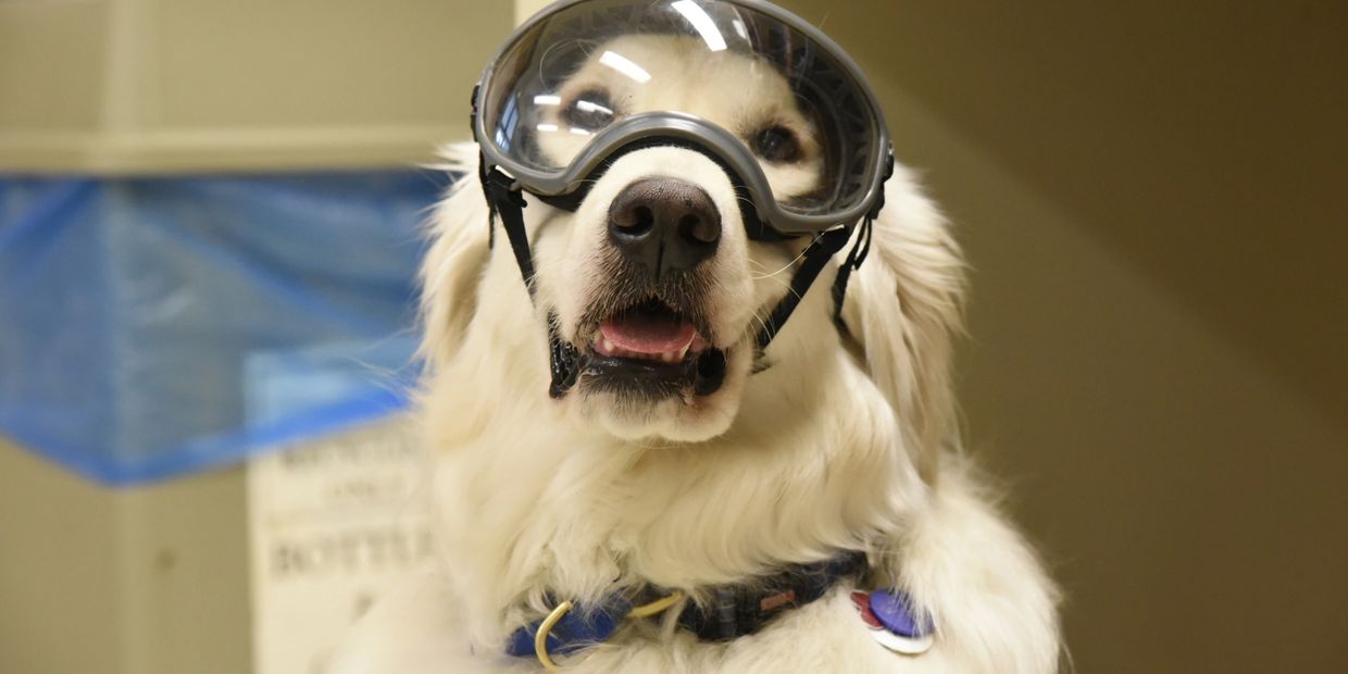 Service dog wearing goggles in a laboratory