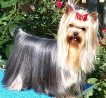 Champion Yorkie Pistol