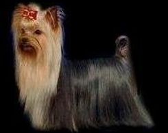 Champion Yorkie Trevor