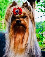 Champion Yorkshire Terrier