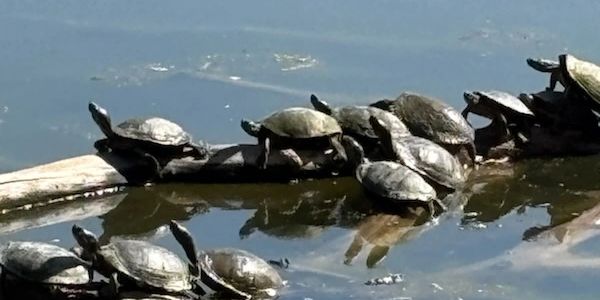 Turtles basking on logs in a calm pond under sunlight.