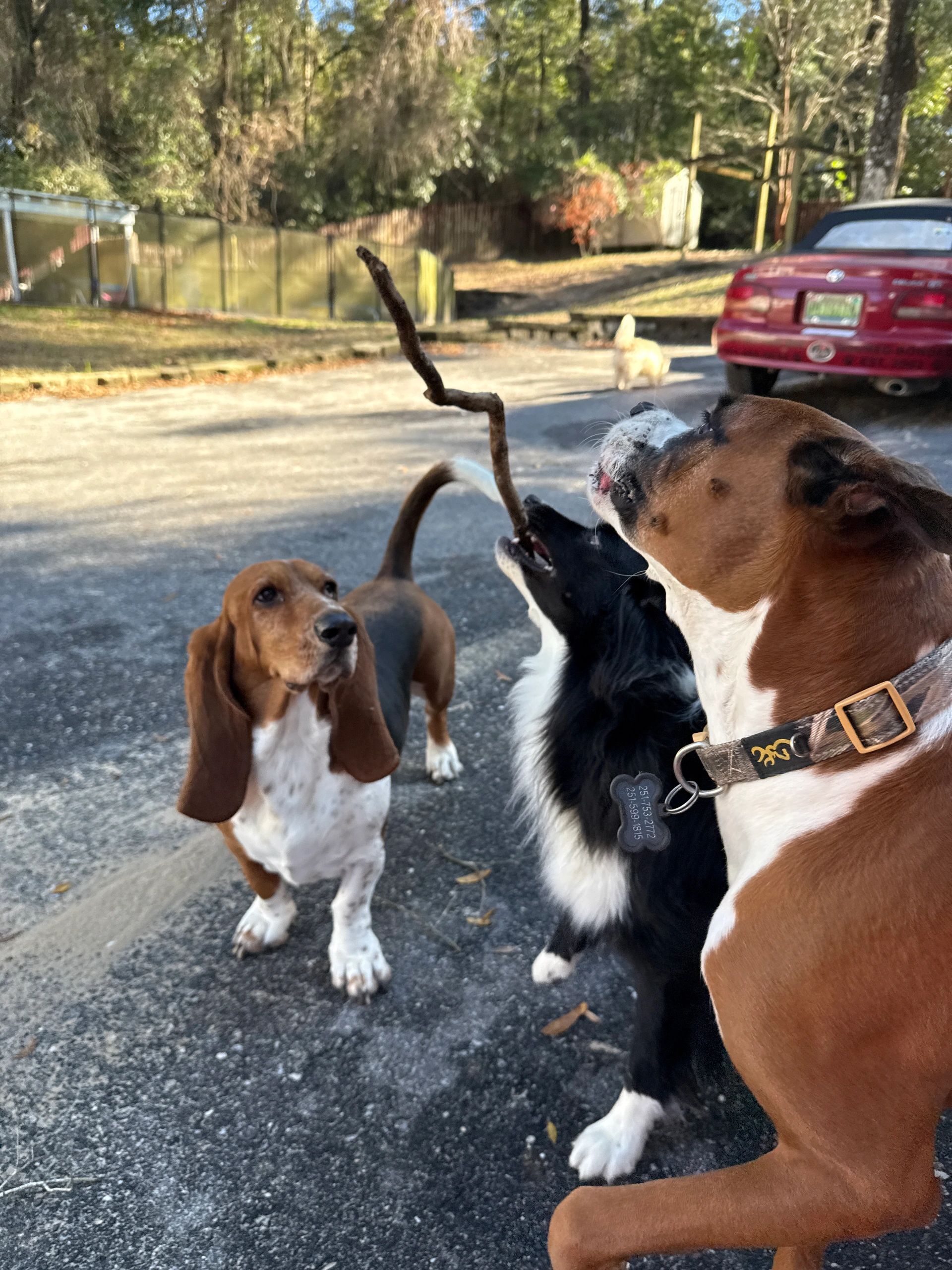 Dogs socializing together during private home-style dog boarding at Always Home in Mobile, Alabama