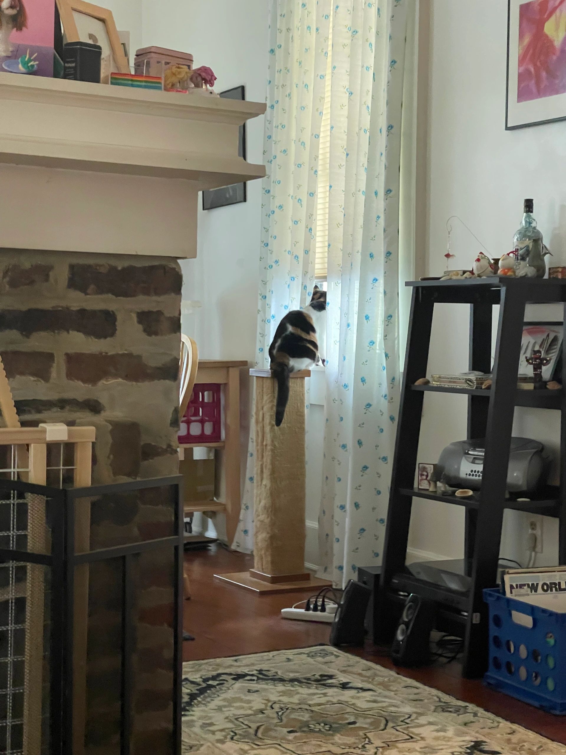Professional house sitting and pet care in a client’s home in Mobile, Alabama.