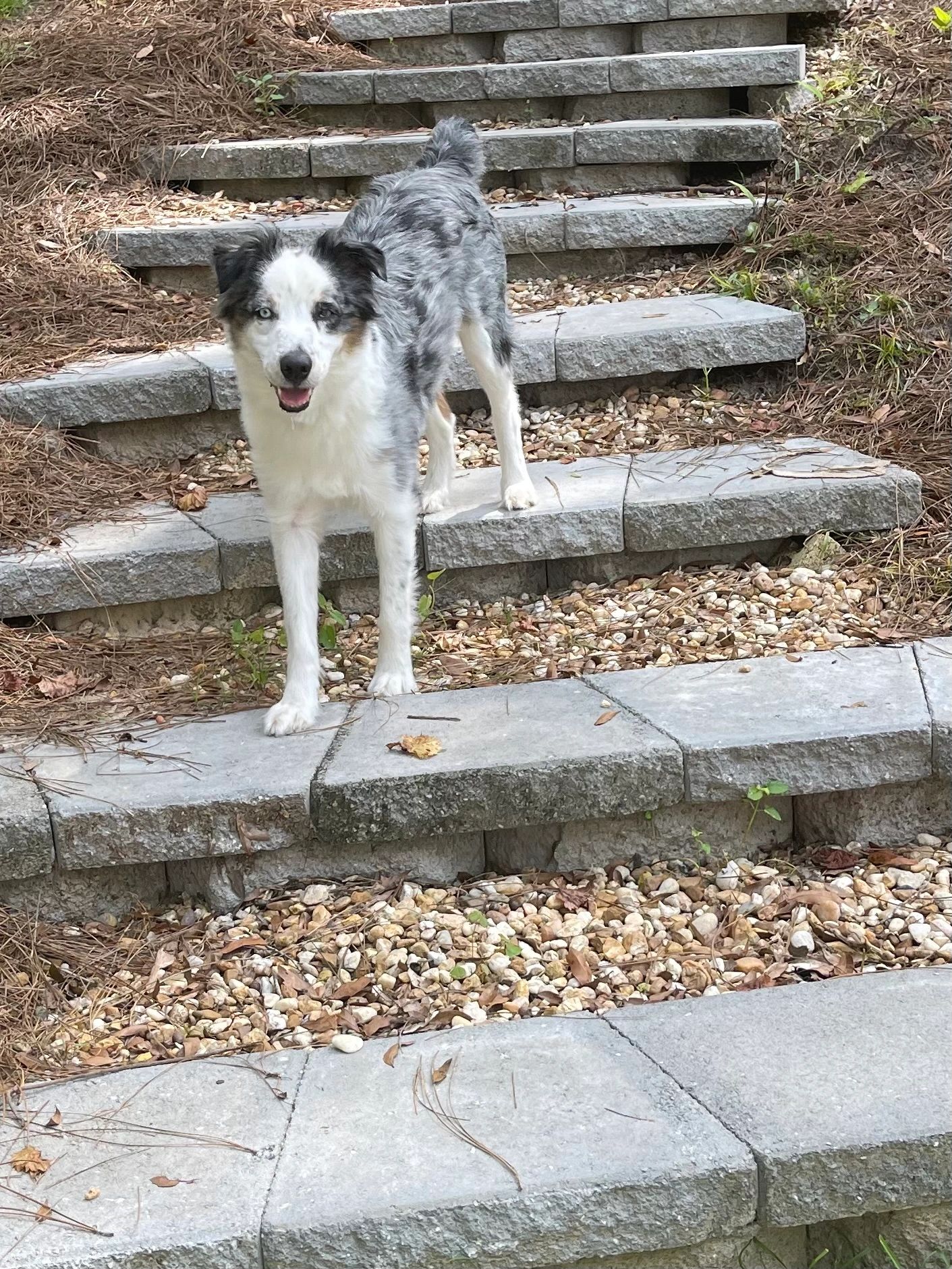 Dog enjoying outdoor playtime during private, home-style doggy daycare in Mobile, Alabama.