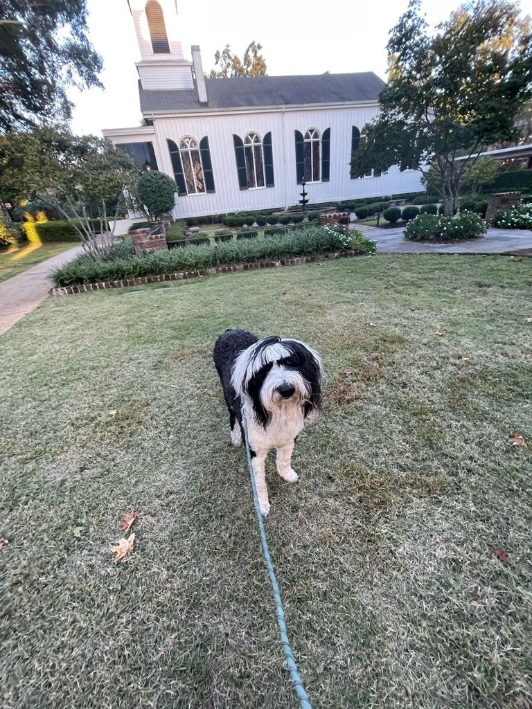 Black and white dog on a leash in front of a white church.