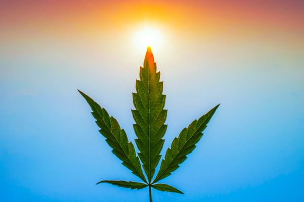 A marijuana leaf in the sunlight.