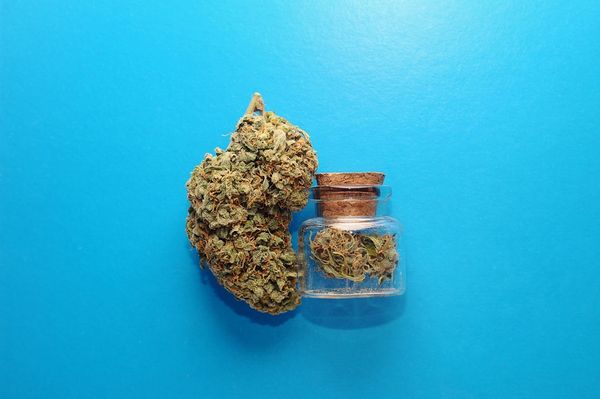 A marijuana flower bud.