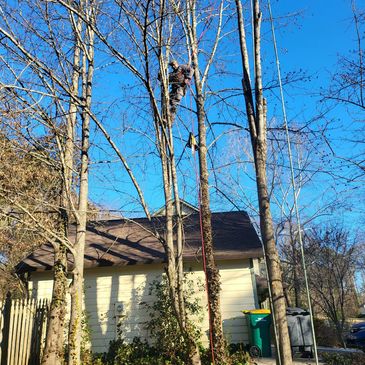 Tree climbing on a tall tree near a house in Marietta, Ga