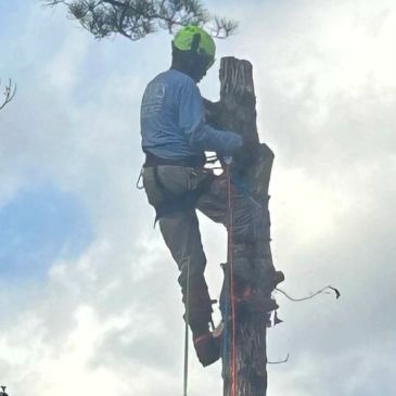 Worker climbing and cutting a tree with safety gear in Kennesaw Ga