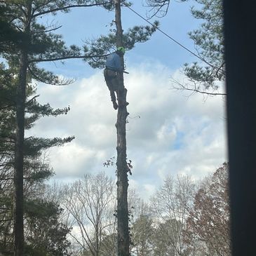 certified tree climber with Safety gear in Marietta, Ga