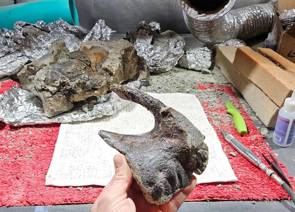 Daspletosaurus Horneri - Pre-maxilla