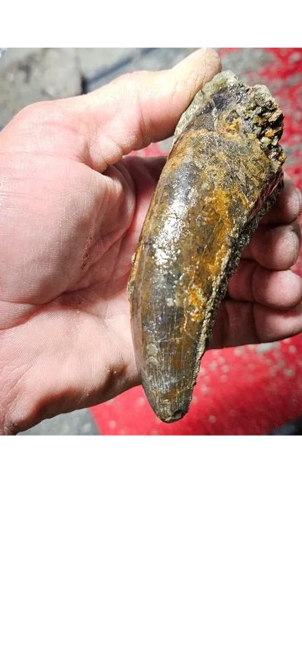 Daspletosaurus Tooth excavated with the Specimen