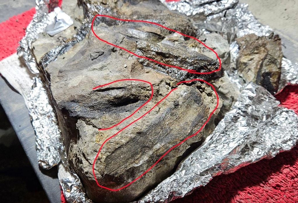 Post Orbital and unidentified impressions that could be possible plant, feather, or skin impression