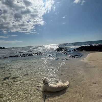 A dog lying on the sandy beach near clear ocean water under a bright sky.