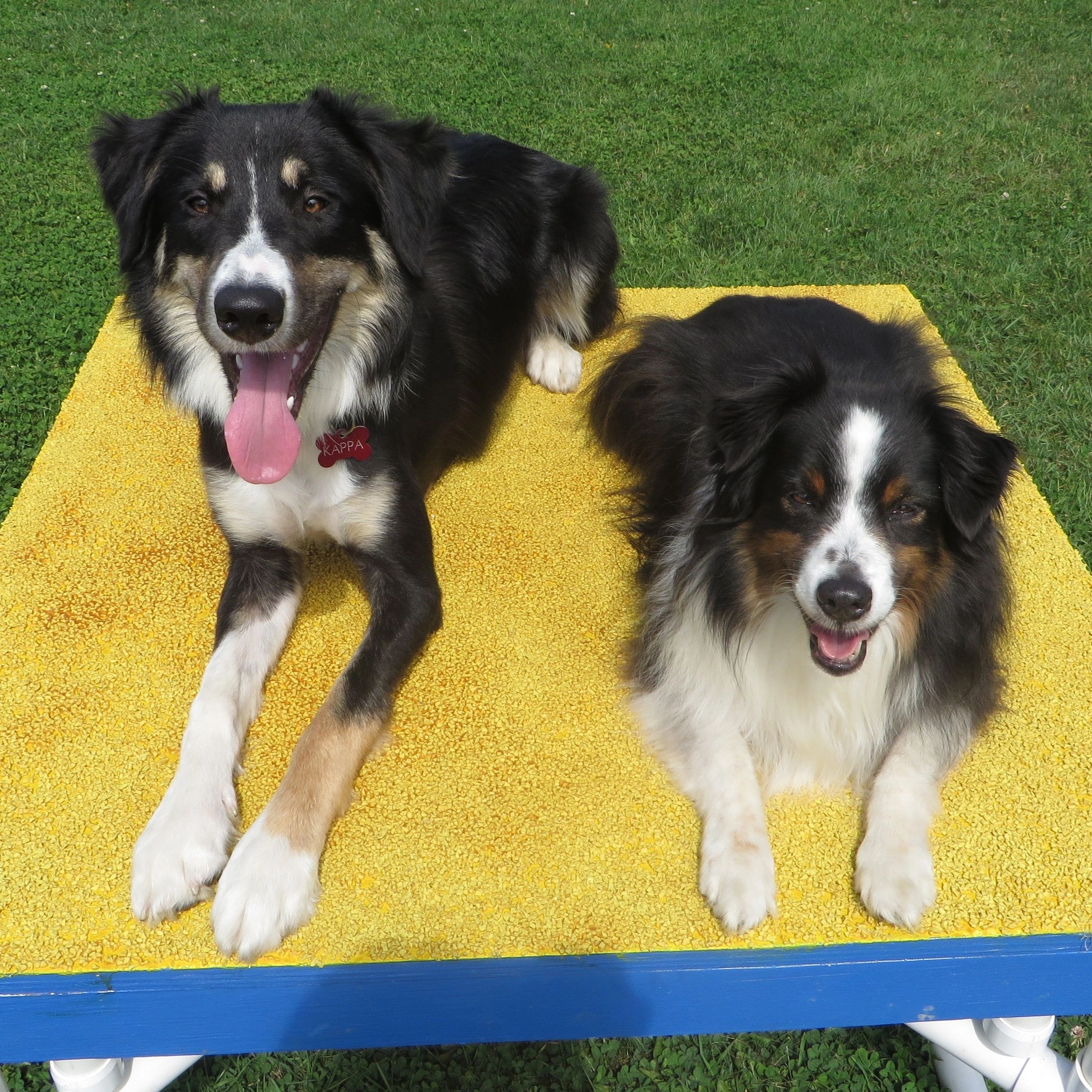 muskoka agility dogs