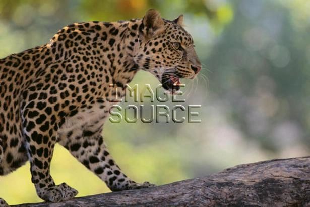 bengal breeders nd, bengal cats, bengal kittens, bengal cats and kittens for sale in North Dakota